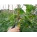 Лента для подвязки растений Sakuma SC-8801-2 (30м, красная), Sakuma SC-8801-2 (30м, красная), Лента для подвязки растений Sakuma SC-8801-2 (30м, красная) фото, продажа в Украине