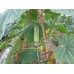 Степлер (тапенер) для подвязки садовых растений Sakuma S8104, Sakuma S8104, Степлер (тапенер) для подвязки садовых растений Sakuma S8104 фото, продажа в Украине